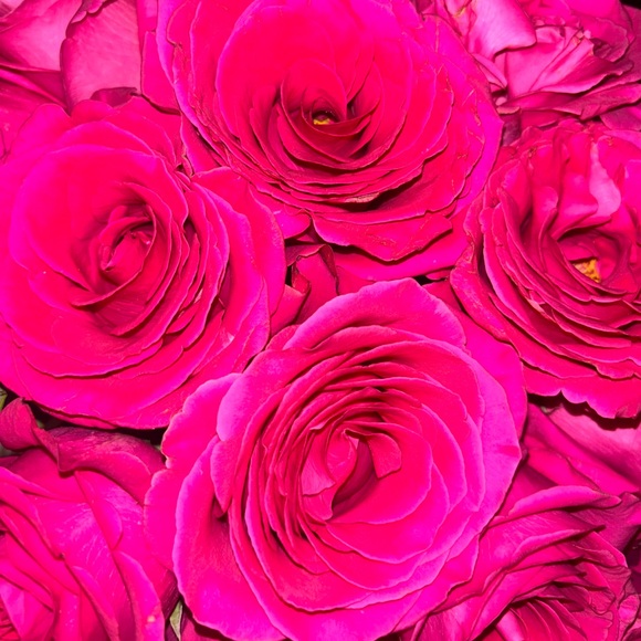 Meet your Posher, Mariam - Picture 1 of 1